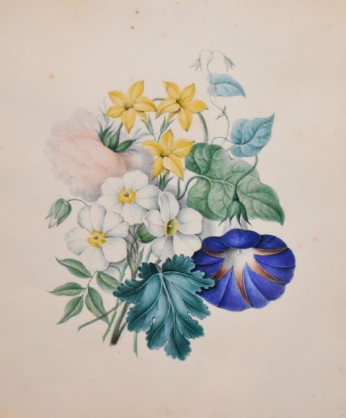 PAIR OF WATERCOLOUR STUDIES OF FLOWERS - ADDITIONAL PHOTO 6