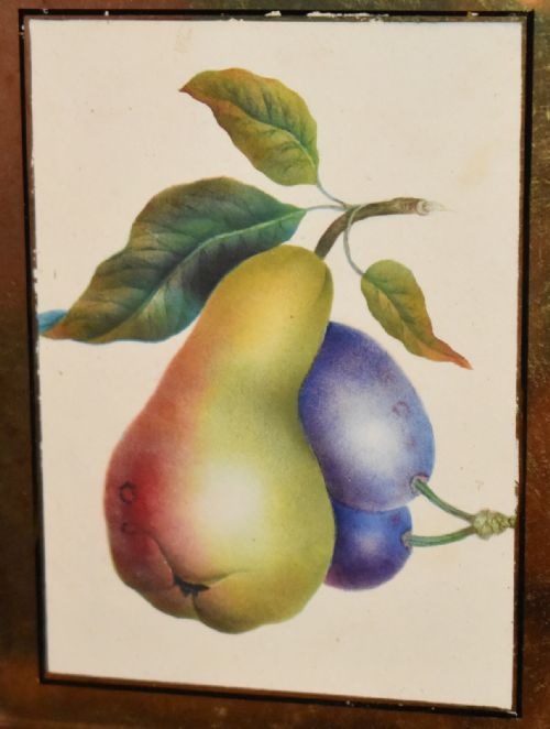 VICTORIAN MINIATURE WATERCOLOUR STUDY OF FRUIT - ADDITIONAL PHOTO 4