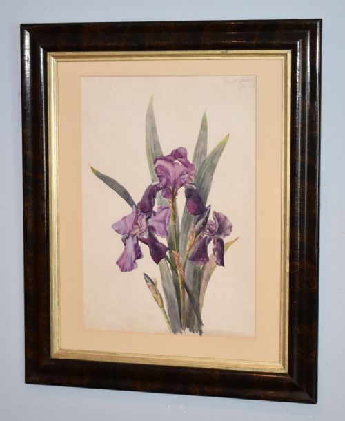 victorian watercolour botanical study of an iris - CATEGORY: ANTIQUE ART - DATED VICTORIAN