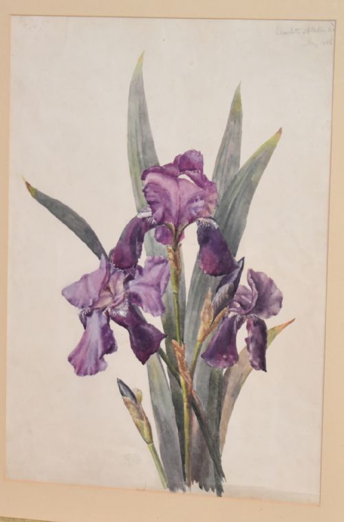 VICTORIAN WATERCOLOUR BOTANICAL STUDY OF AN IRIS - ADDITIONAL PHOTO 2