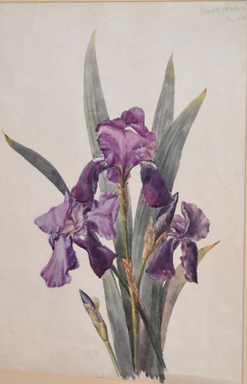 VICTORIAN WATERCOLOUR BOTANICAL STUDY OF AN IRIS - ADDITIONAL PHOTO 3