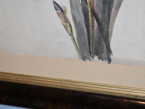 VICTORIAN WATERCOLOUR BOTANICAL STUDY OF AN IRIS - ADDITIONAL PHOTO 4