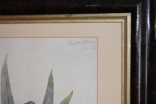 VICTORIAN WATERCOLOUR BOTANICAL STUDY OF AN IRIS - ADDITIONAL PHOTO 5