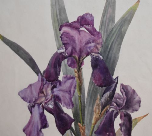 VICTORIAN WATERCOLOUR BOTANICAL STUDY OF AN IRIS - ADDITIONAL PHOTO 6