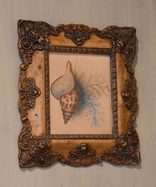 victorian watercolour shell study - CATEGORY: ANTIQUE ART - DATED 1870