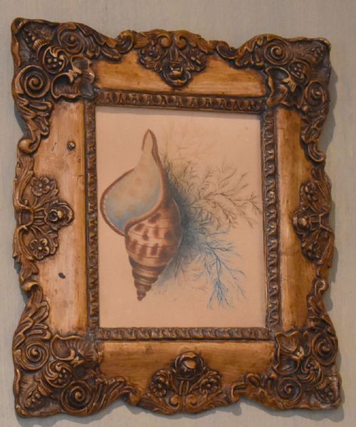 VICTORIAN WATERCOLOUR SHELL STUDY - ADDITIONAL PHOTO 1