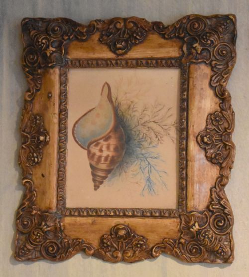 VICTORIAN WATERCOLOUR SHELL STUDY - ADDITIONAL PHOTO 2