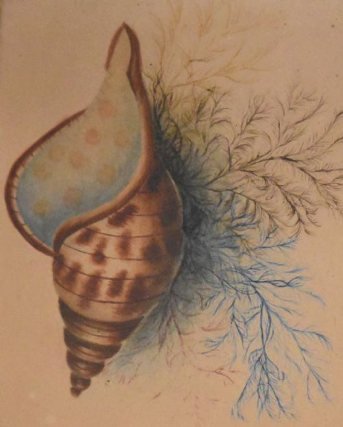 VICTORIAN WATERCOLOUR SHELL STUDY - ADDITIONAL PHOTO 3