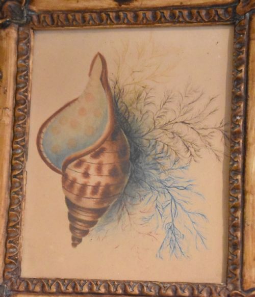 VICTORIAN WATERCOLOUR SHELL STUDY - ADDITIONAL PHOTO 4