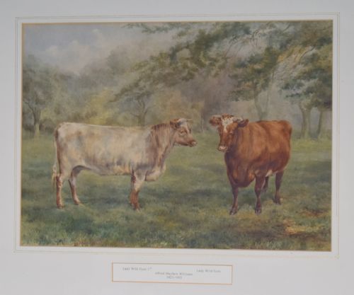 WATERCOLOUR OF PRIZED CATTLE BY ALFRED MAYHEW WILLIAMS - ADDITIONAL PHOTO 2