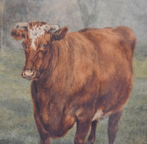 WATERCOLOUR OF PRIZED CATTLE BY ALFRED MAYHEW WILLIAMS - ADDITIONAL PHOTO 6