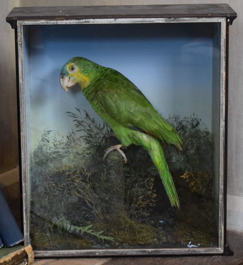 TAXIDERMY AMAZON GREEN PARROT - ADDITIONAL PHOTO 1