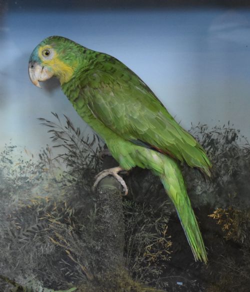 TAXIDERMY AMAZON GREEN PARROT - ADDITIONAL PHOTO 2