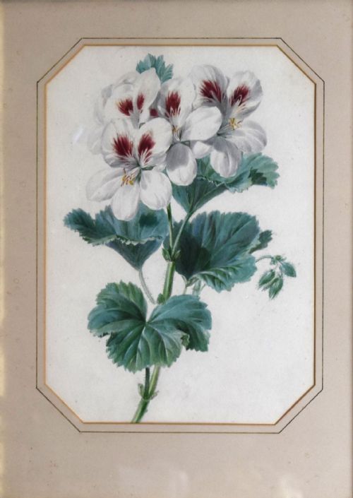 PAIR OF WATERCOLOURS OF FLOWERS BY VALENTINE BARTHOLOMEW 17991879 - ADDITIONAL PHOTO 4