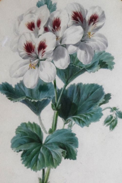 PAIR OF WATERCOLOURS OF FLOWERS BY VALENTINE BARTHOLOMEW 17991879 - ADDITIONAL PHOTO 5