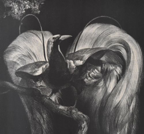 ART DECO PRINT OF A BIRD OF PARADISE BY ADRIAAN VAN THOFF - ADDITIONAL PHOTO 3