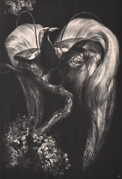 ART DECO PRINT OF A BIRD OF PARADISE BY ADRIAAN VAN THOFF - ADDITIONAL PHOTO 5