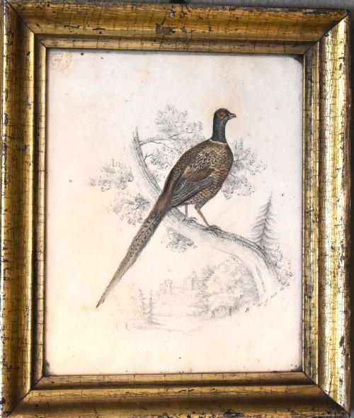 REGENCY WATERCOLOUR PAINTING OF A PHEASANT - ADDITIONAL PHOTO 1