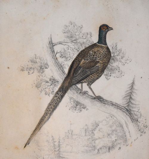 REGENCY WATERCOLOUR PAINTING OF A PHEASANT - ADDITIONAL PHOTO 2
