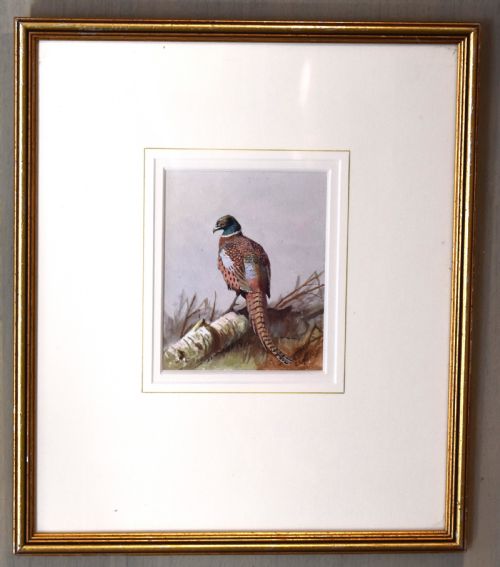 PHEASANT WATERCOLOUR BY JOHN CYRIL HARRISON - ADDITIONAL PHOTO 1