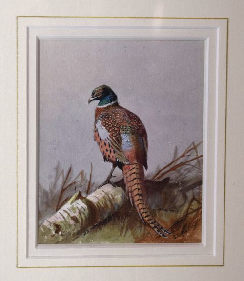 PHEASANT WATERCOLOUR BY JOHN CYRIL HARRISON - ADDITIONAL PHOTO 2