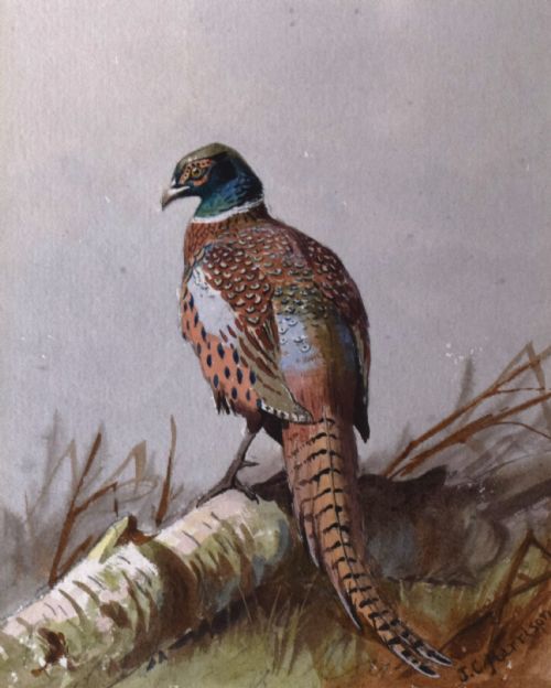 PHEASANT WATERCOLOUR BY JOHN CYRIL HARRISON - ADDITIONAL PHOTO 3