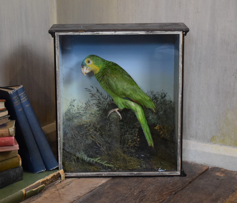 Taxidermy Amazon green parrot