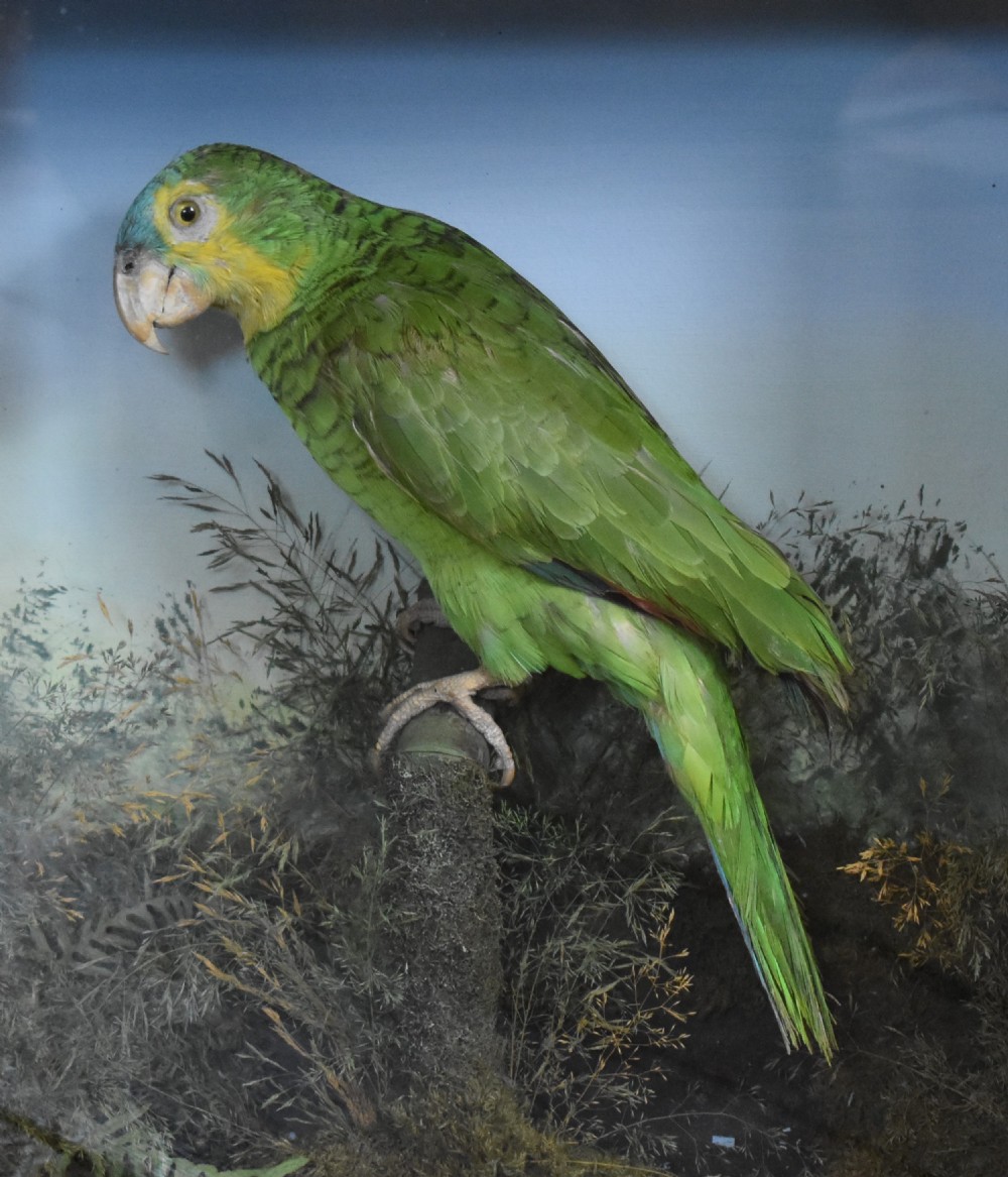 Taxidermy Amazon green parrot View III