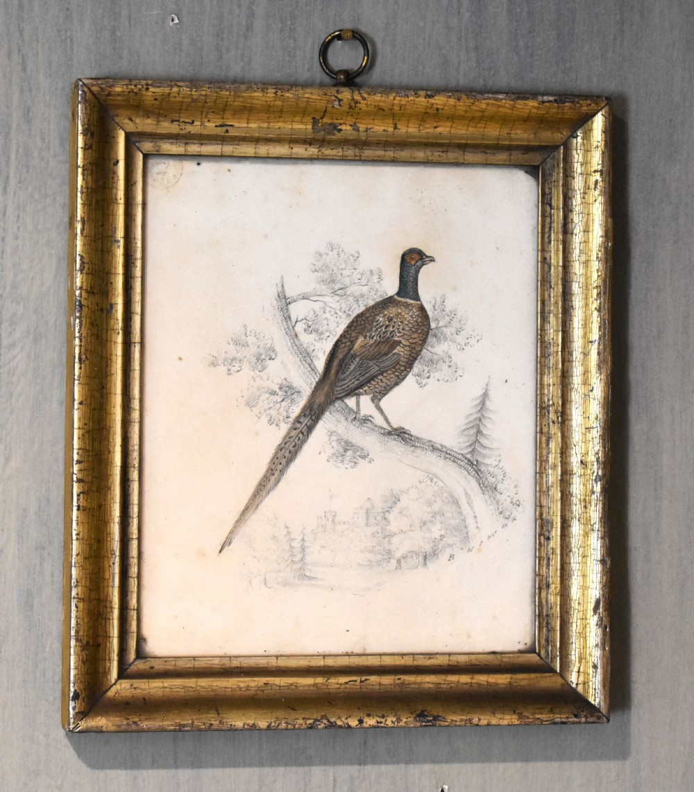 Regency watercolour painting of a pheasant