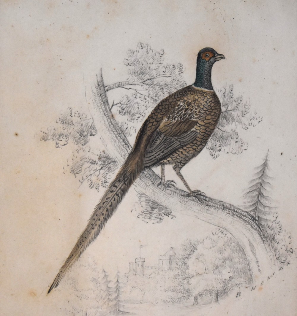 Regency watercolour painting of a pheasant View III