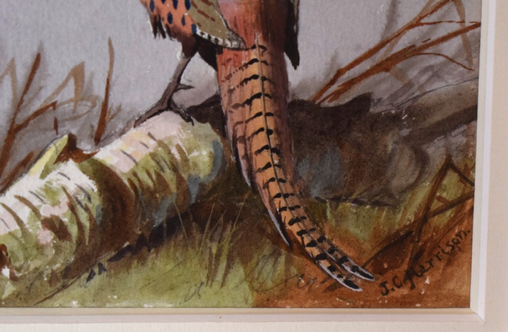 Pheasant watercolour by John Cyril Harrison  View V
