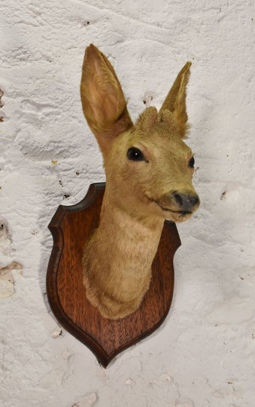ANTIQUE MOUNTED TAXIDERMY ROEBUCK DEER HEAD - ADDITIONAL PHOTO 1