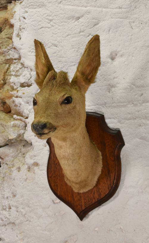 ANTIQUE MOUNTED TAXIDERMY ROEBUCK DEER HEAD - ADDITIONAL PHOTO 2