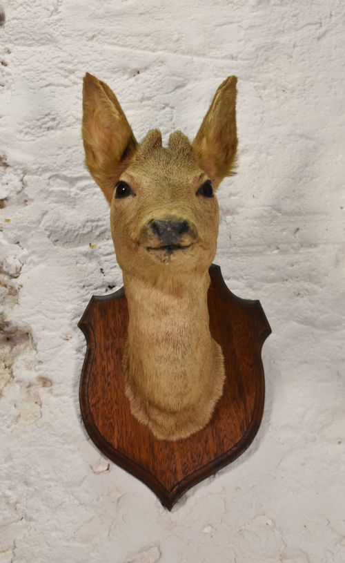 ANTIQUE MOUNTED TAXIDERMY ROEBUCK DEER HEAD - ADDITIONAL PHOTO 3