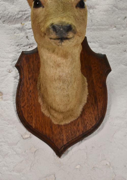 ANTIQUE MOUNTED TAXIDERMY ROEBUCK DEER HEAD - ADDITIONAL PHOTO 4