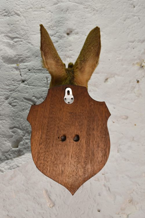 ANTIQUE MOUNTED TAXIDERMY ROEBUCK DEER HEAD - ADDITIONAL PHOTO 5