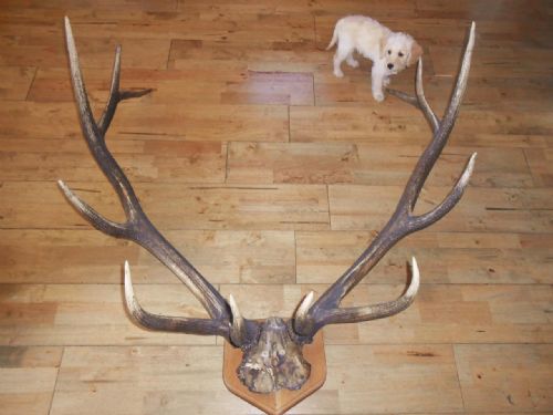 Massive Set of Elk Antlers 12 Point Mount on Shield