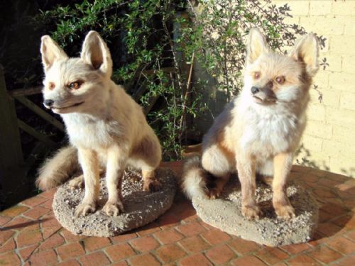 Rare Pair of Taxidermy Fox Cubs