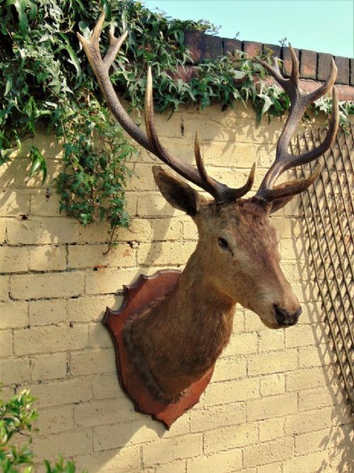Impressive Victorian Large Stags Head with 14 Points
