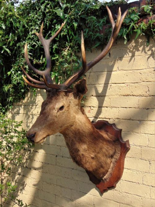 fig 1. Impressive Victorian Large Stags Head with 14 Points