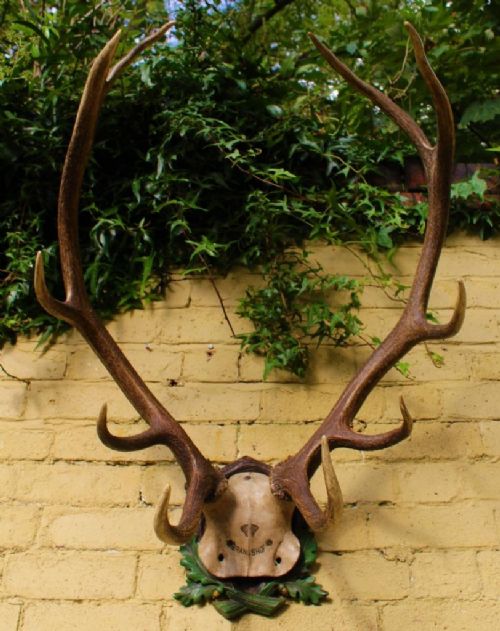 Antique / Vintage Taxidermy Red Deer Stag Antlers Black Forest