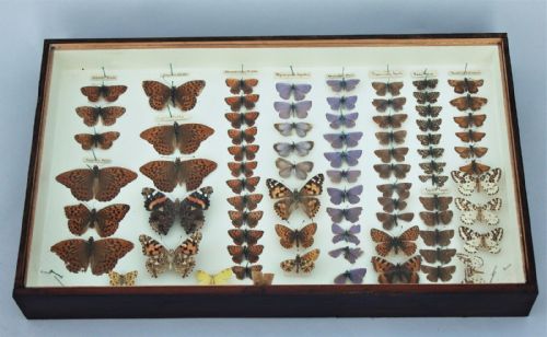 Victorian Butterfly Specimen Display Case