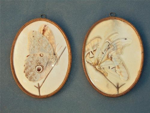 Early 20th Century Atlas Moth and South American Butterfly Specimens Framed