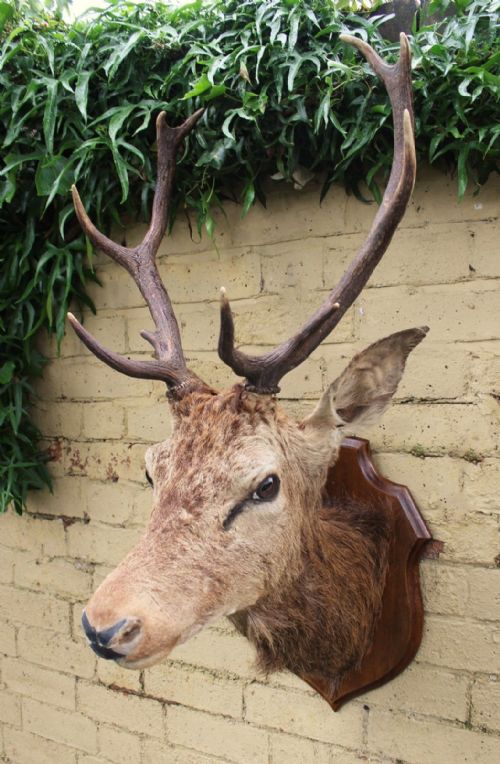 Good Antique Stags Head 10 Pointer Taxidermy