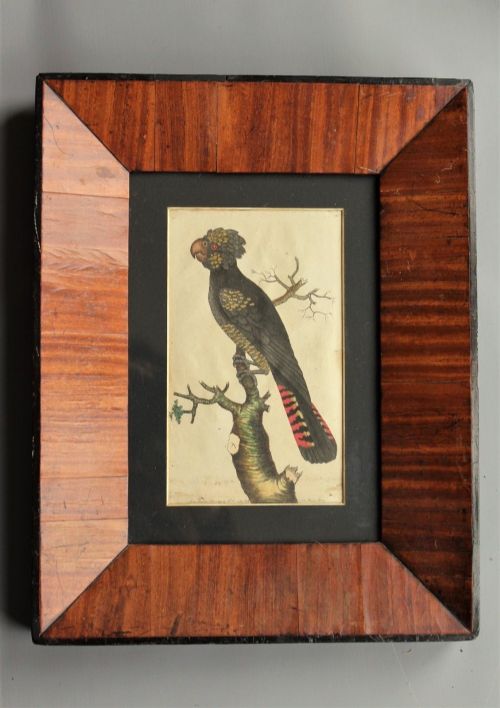 18th Century Hand Coloured Engraving Cockatoo