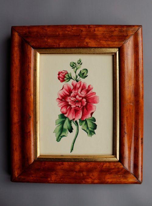 Antique Watercolour of Hollyhock Flower 19th Century