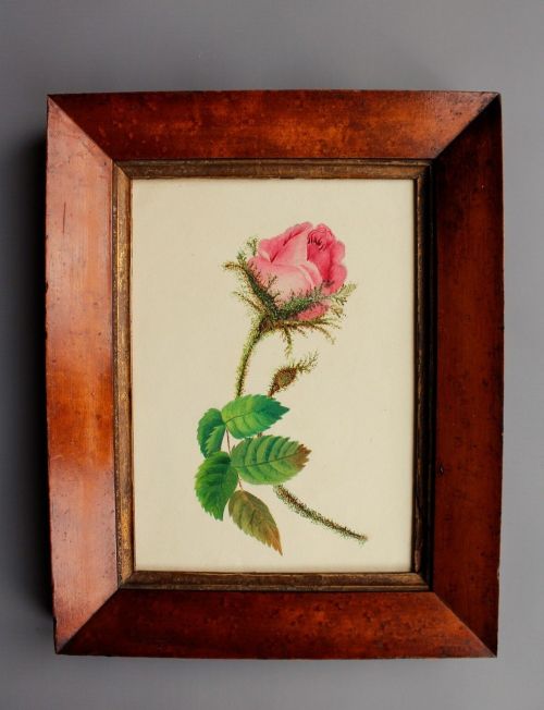 19th Century Watercolour Painting of a Rose