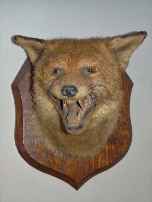 Antique Taxidermy Fox Mask on Oak Shield