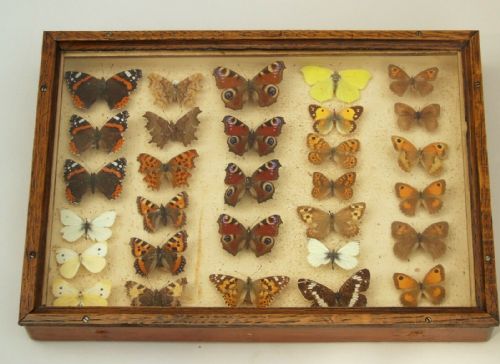 Antique Case of British Butterfly Specimens