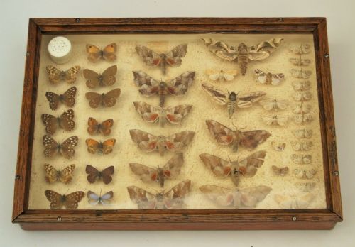Antique Case of British Butterfly & Moth Specimens